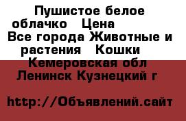 Пушистое белое облачко › Цена ­ 25 000 - Все города Животные и растения » Кошки   . Кемеровская обл.,Ленинск-Кузнецкий г.